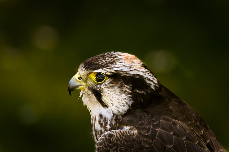 Hawk,  bird, Glare,  background, Beak, Predator, HD wallpaper
